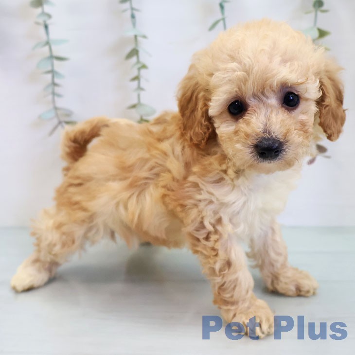 トイ・プードルの写真2