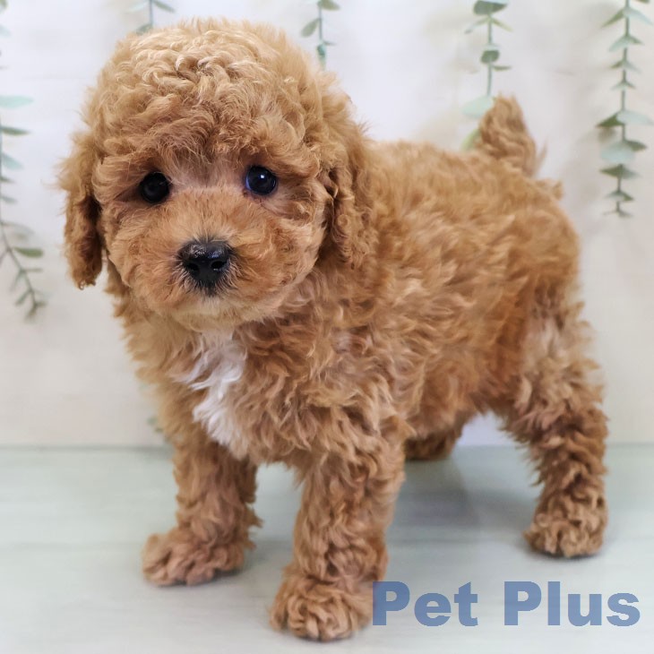 トイ・プードル