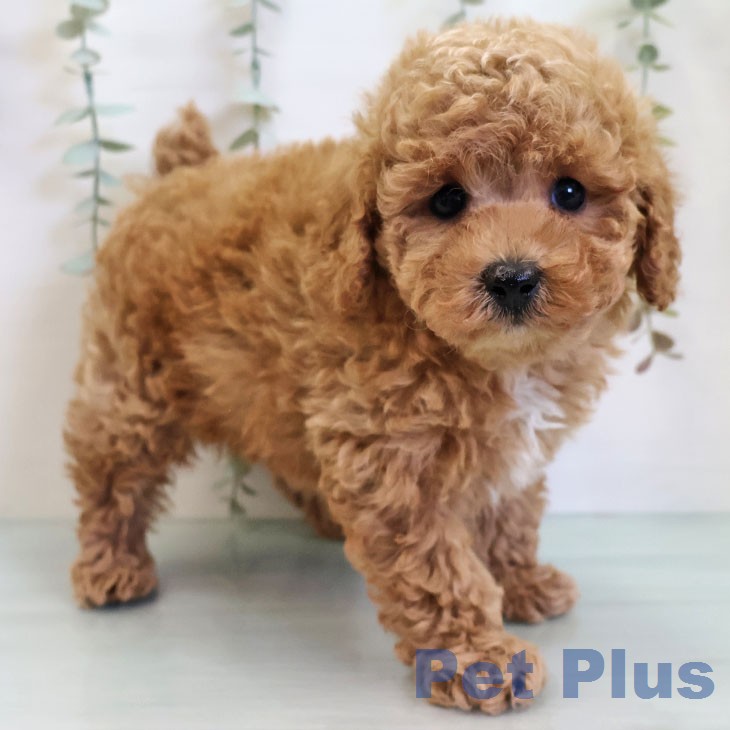 トイ・プードルの写真2