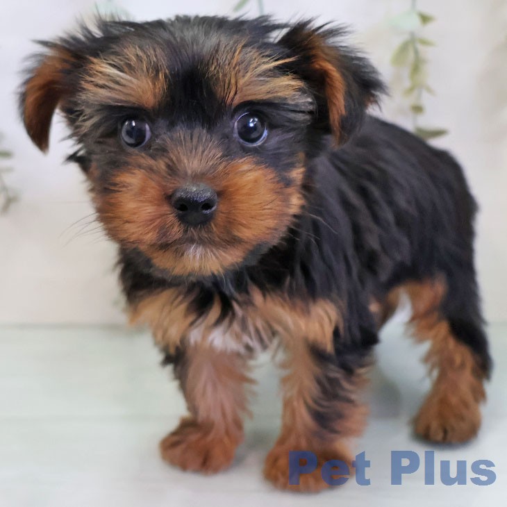 福岡県のヨークシャーテリア (ペットプラス 八幡東店/2026年2月23日生まれ/男の子/スチールブルータン)の子犬の1枚目の画像