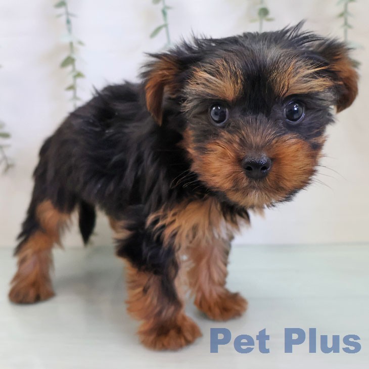 福岡県のヨークシャーテリア (ペットプラス 八幡東店/2026年2月23日生まれ/男の子/スチールブルータン)の子犬の2枚目の画像