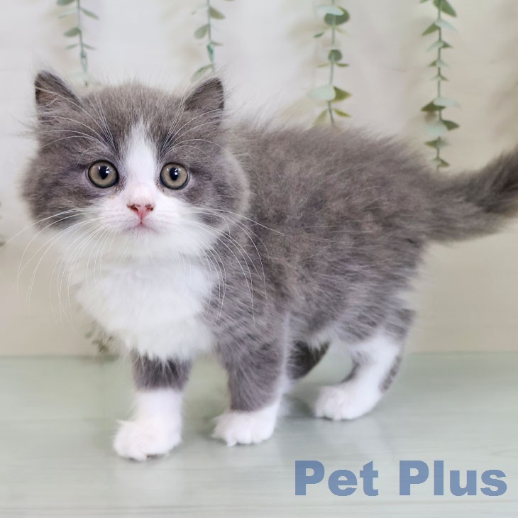 スコティッシュフォールド