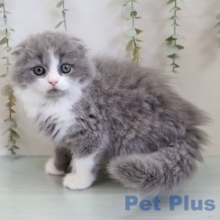 スコティッシュフォールド