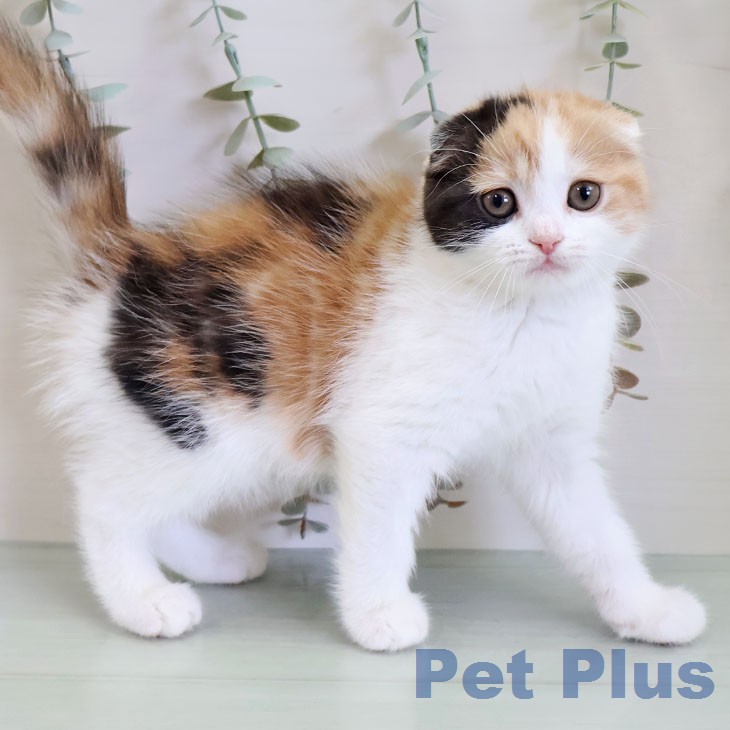 スコティッシュフォールド