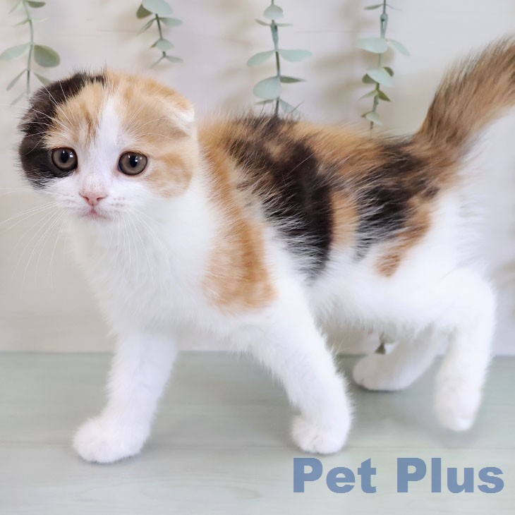 スコティッシュフォールドの写真2