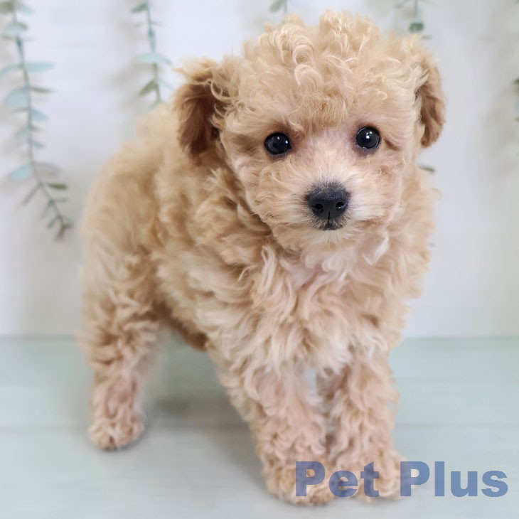 トイ・プードル