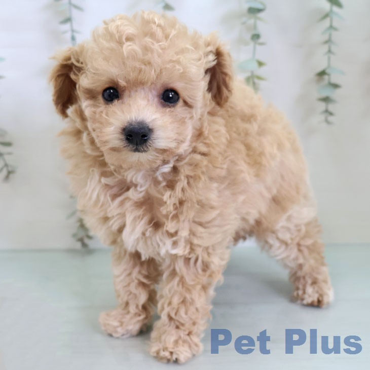 トイ・プードルの写真2