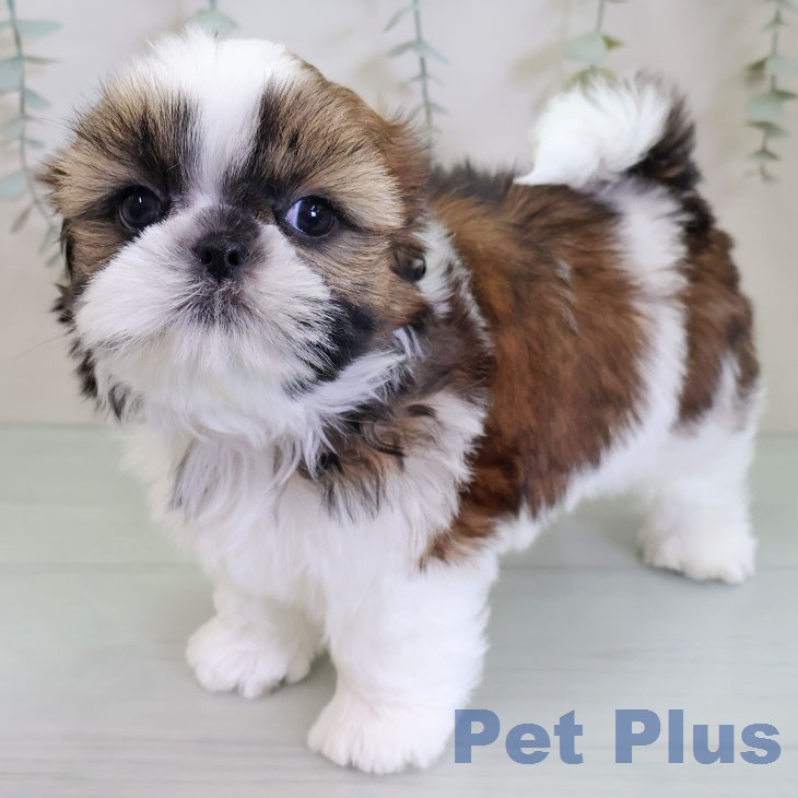 シー・ズーの写真2