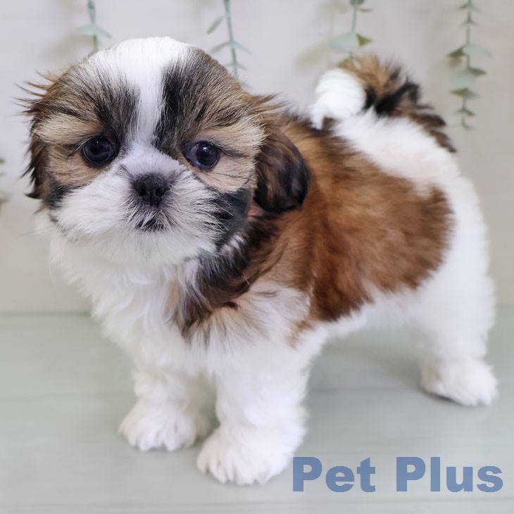 シー・ズーの写真2