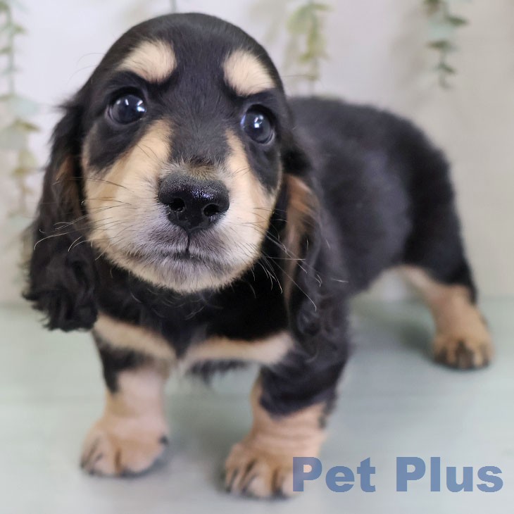 ミニチュア・ダックスフンドの写真2