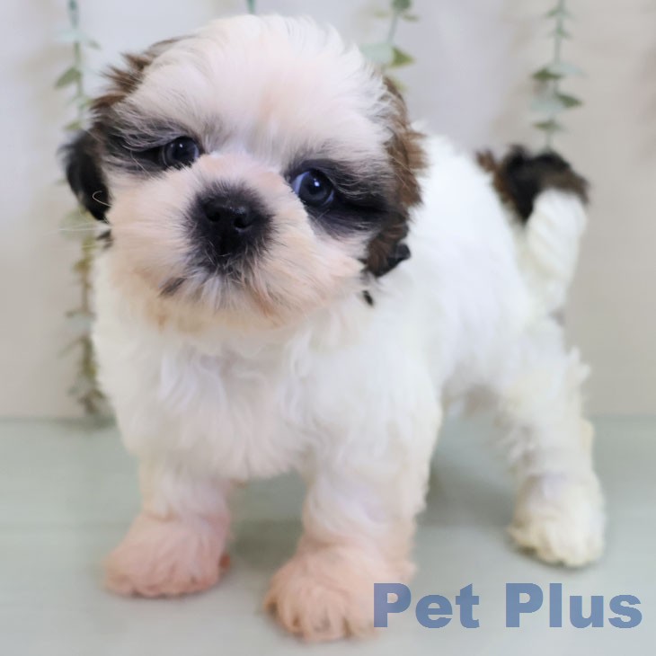 シー・ズーの写真2