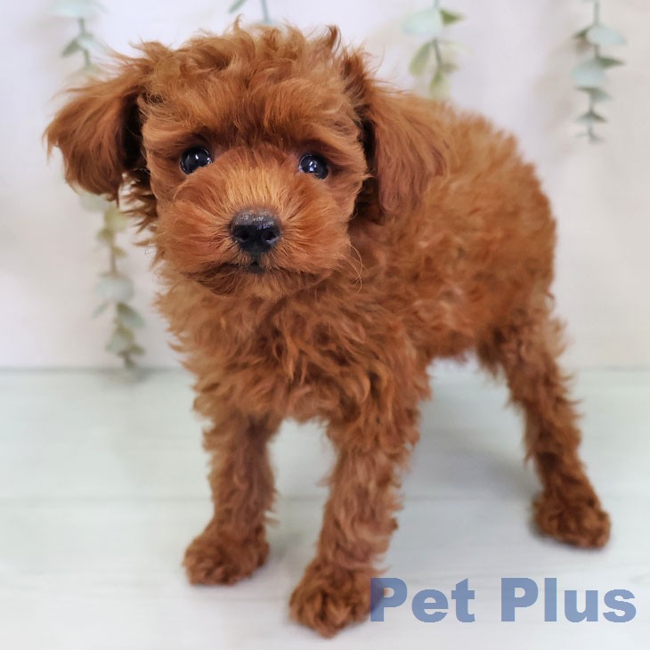 トイ・プードル