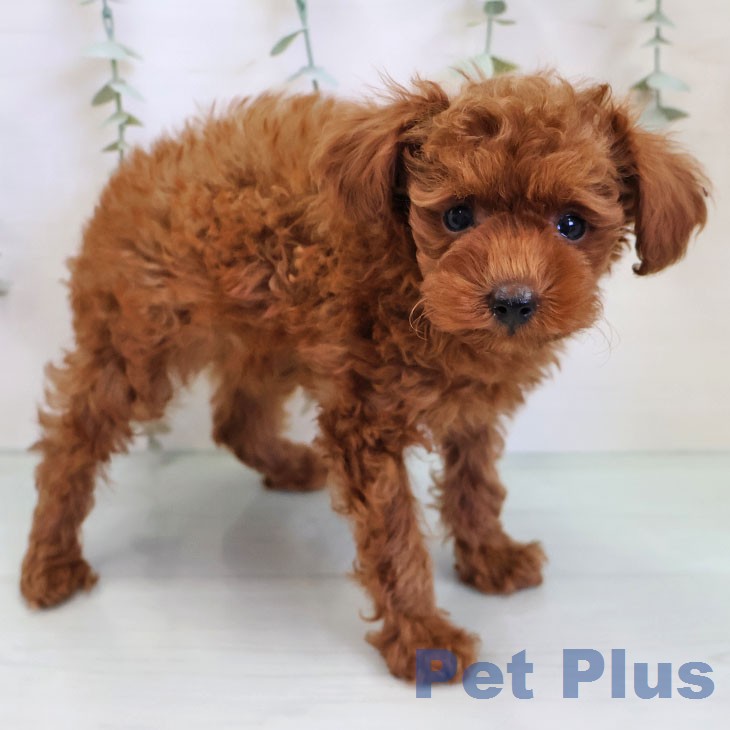 トイ・プードルの写真2