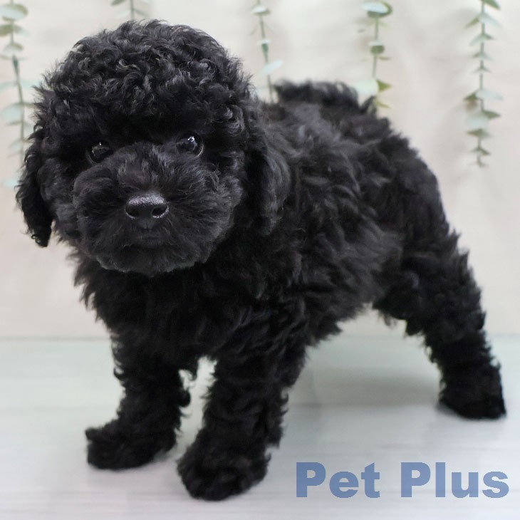 トイ・プードル