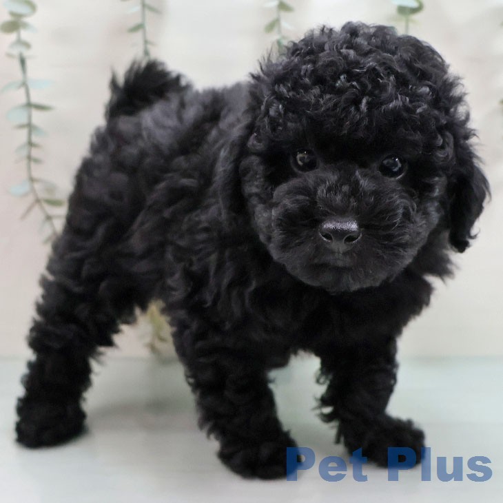 トイ・プードルの写真2