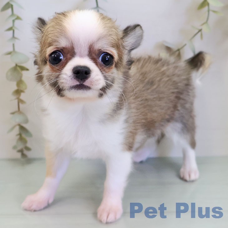 福岡県のチワワ(ロング) (ペットプラス 福岡店/2026年2月22日生まれ/女の子/レッドホワイト)の子犬の1枚目の画像