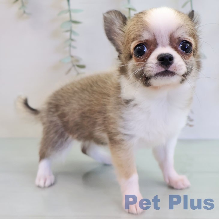 福岡県のチワワ(ロング) (ペットプラス 福岡店/2026年2月22日生まれ/女の子/レッドホワイト)の子犬の2枚目の画像