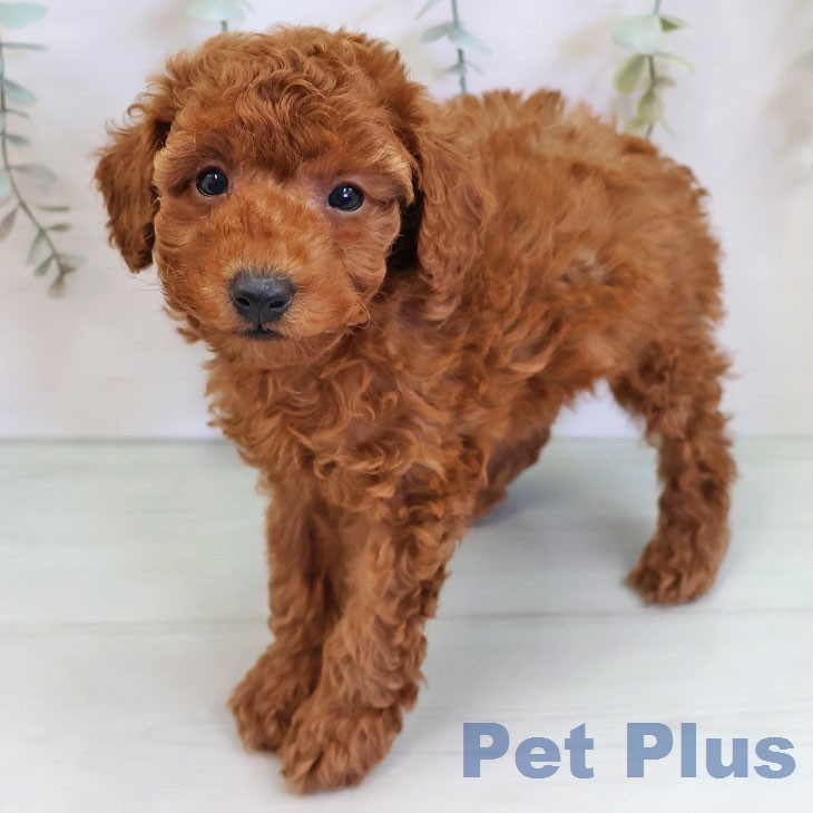 トイ・プードル