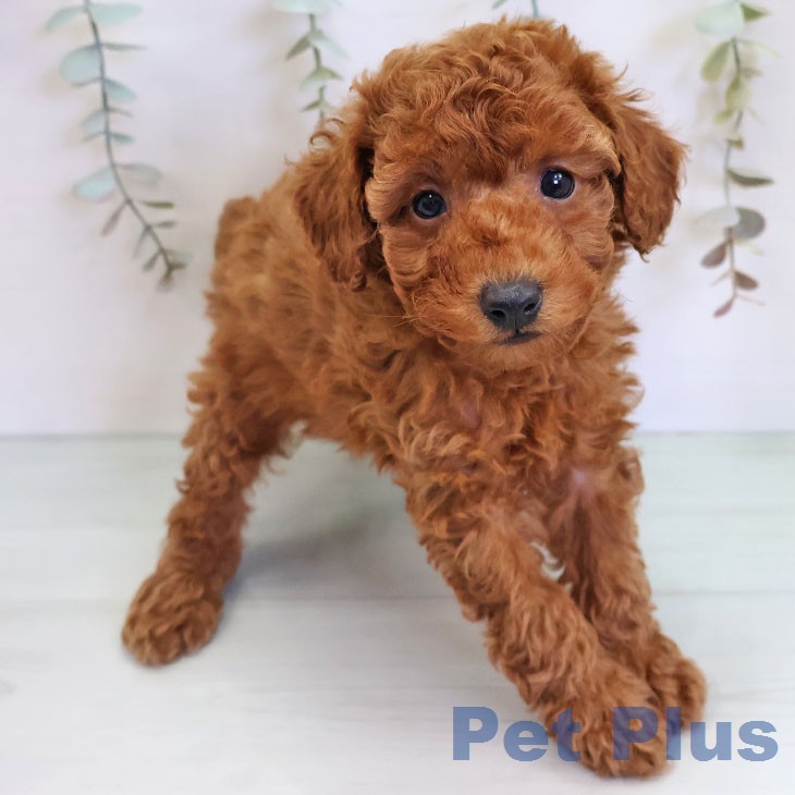 トイ・プードルの写真2