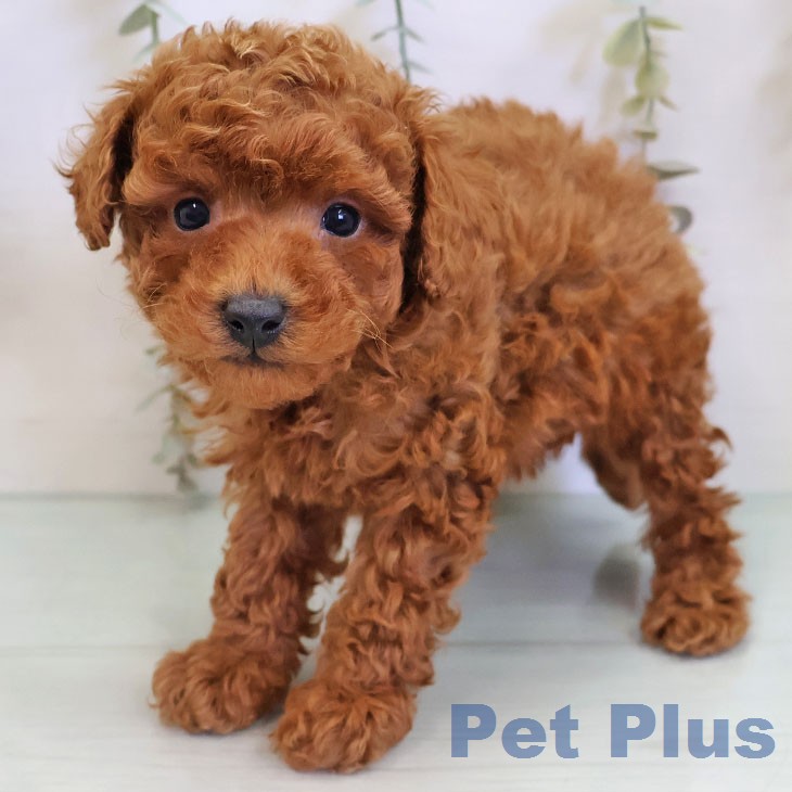 トイ・プードルの写真2