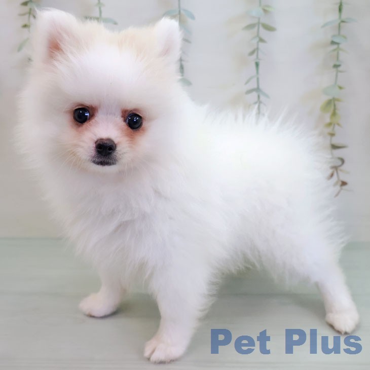 福岡県のポメラニアン (ペットプラス 八幡東店/2026年2月21日生まれ/女の子/ホワイトクリーム)の子犬の1枚目の画像
