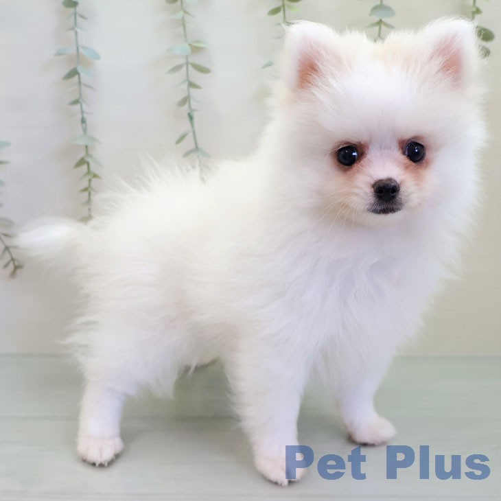 福岡県のポメラニアン (ペットプラス 八幡東店/2026年2月21日生まれ/女の子/ホワイトクリーム)の子犬の2枚目の画像
