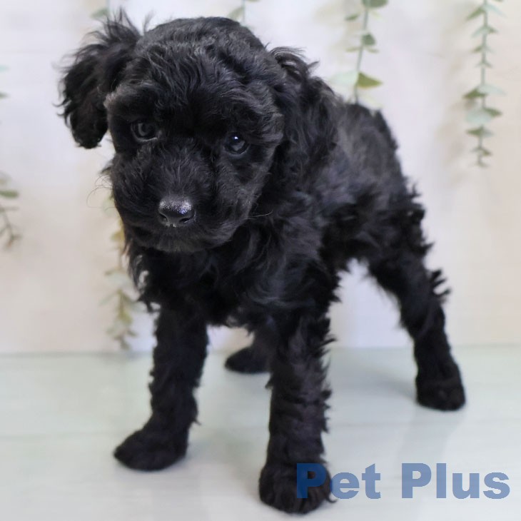 トイ・プードルの写真2