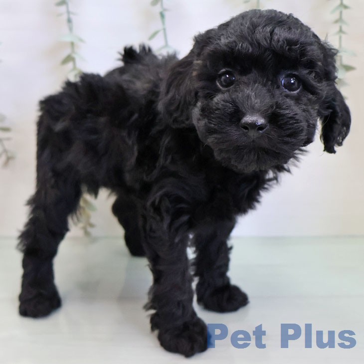 トイ・プードル