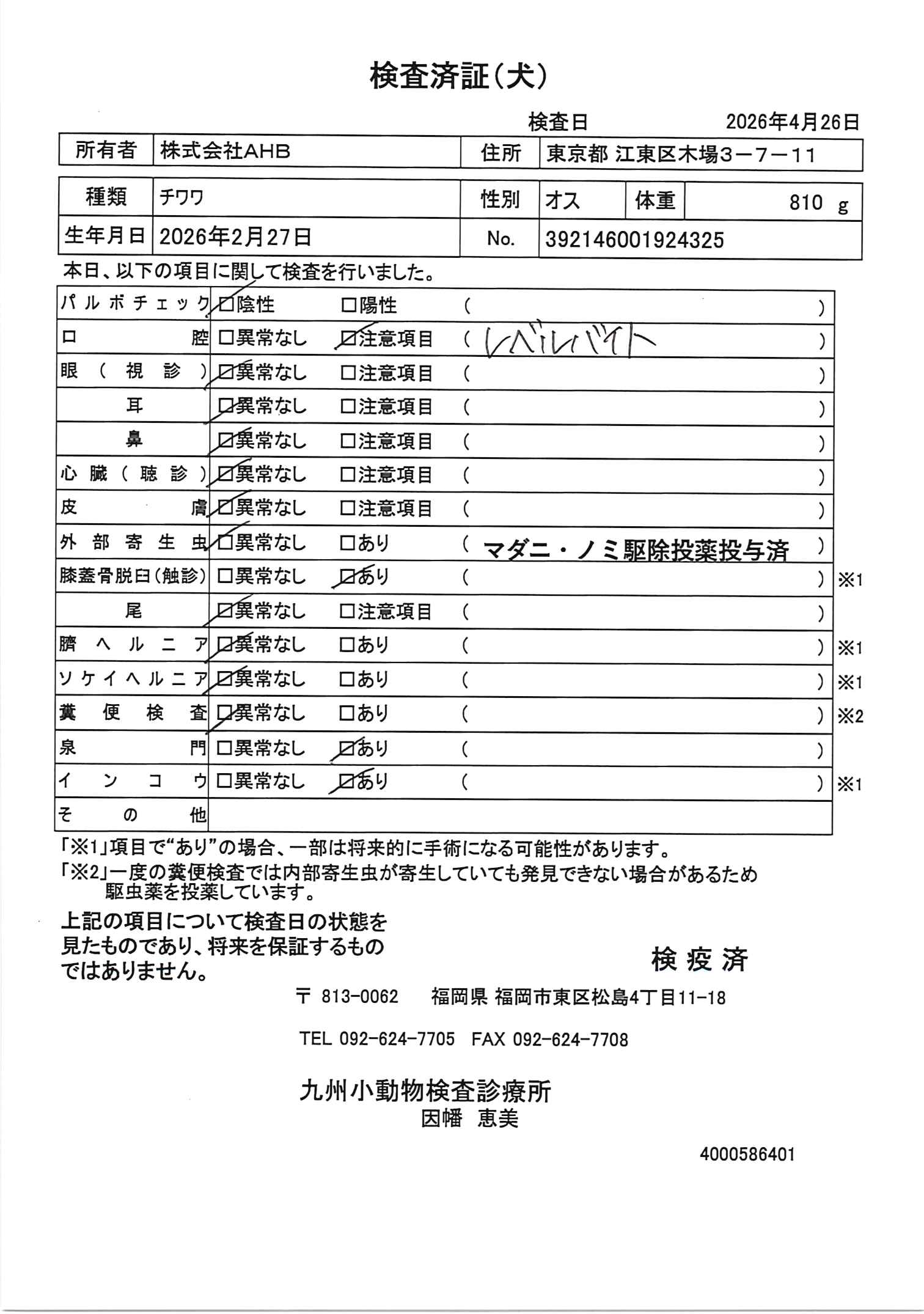 チワワ