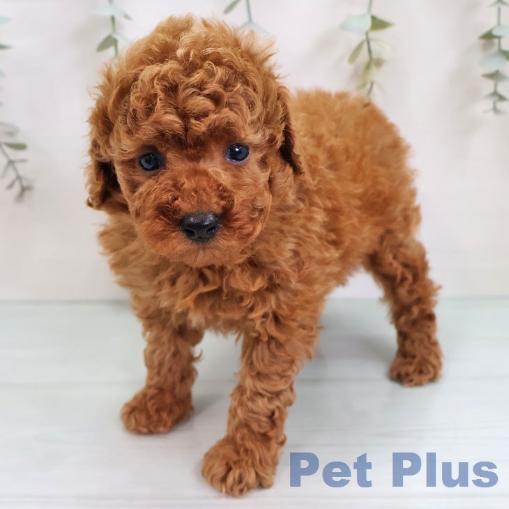 トイ・プードル