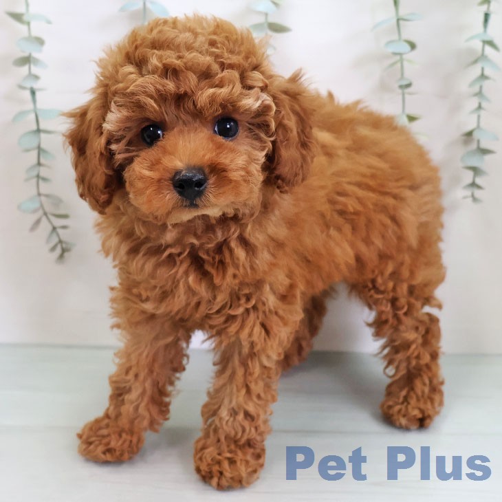 トイ・プードル