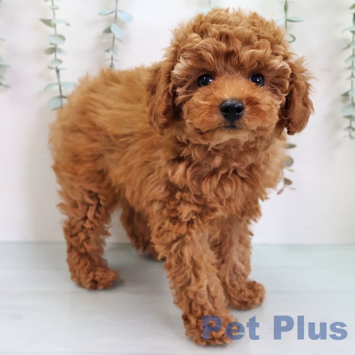 トイ・プードルの写真2