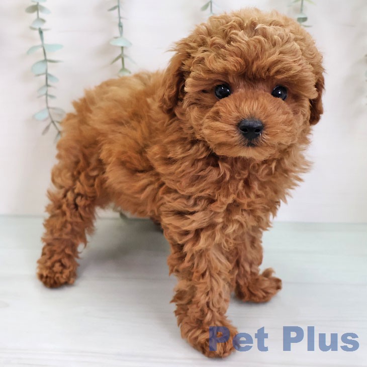 長崎県のトイプードル(トイ) (ペットプラス 長崎店/2026年2月24日生まれ/男の子/レッド)の子犬の1枚目の画像
