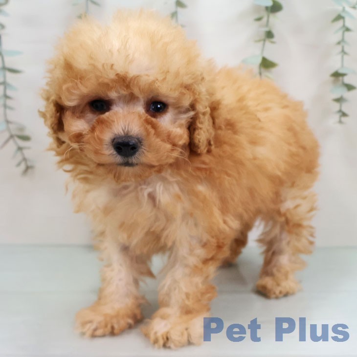 トイ・プードル