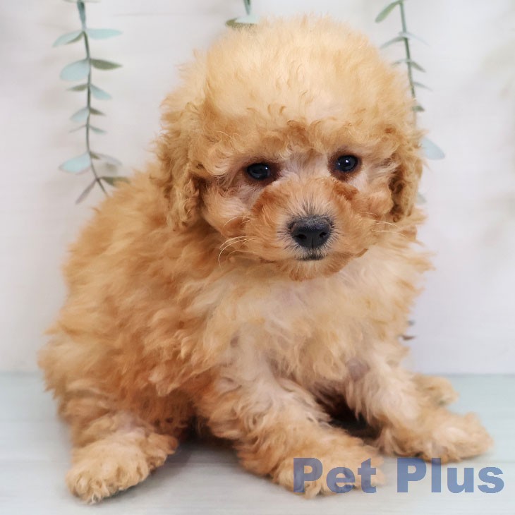 トイ・プードルの写真2