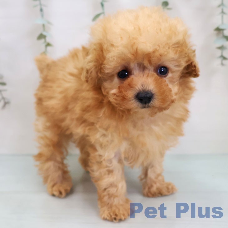 トイ・プードル