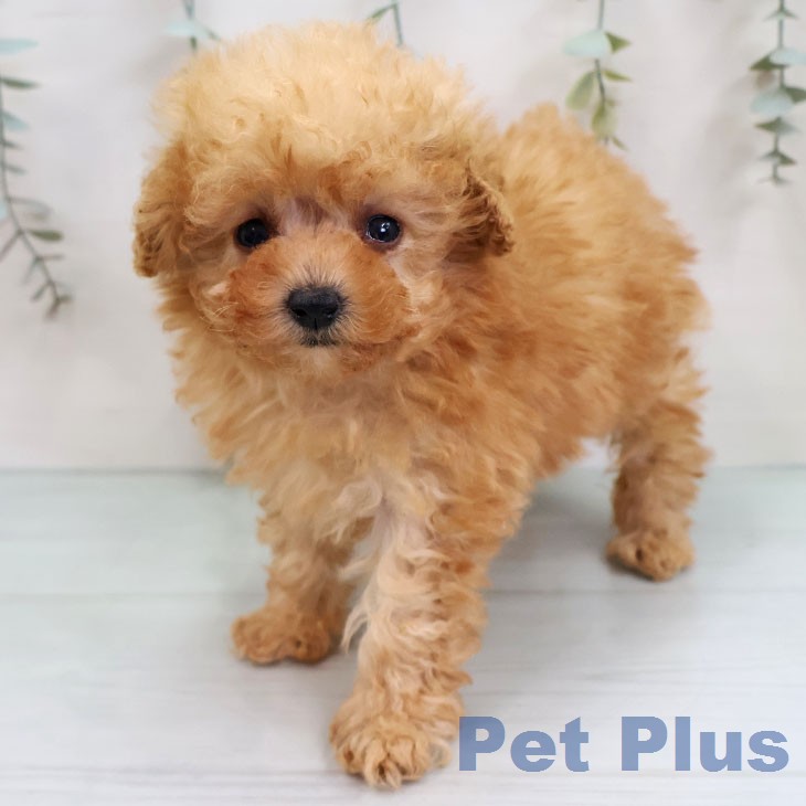 トイ・プードルの写真2