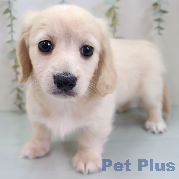 ミニチュア・ダックスフンド