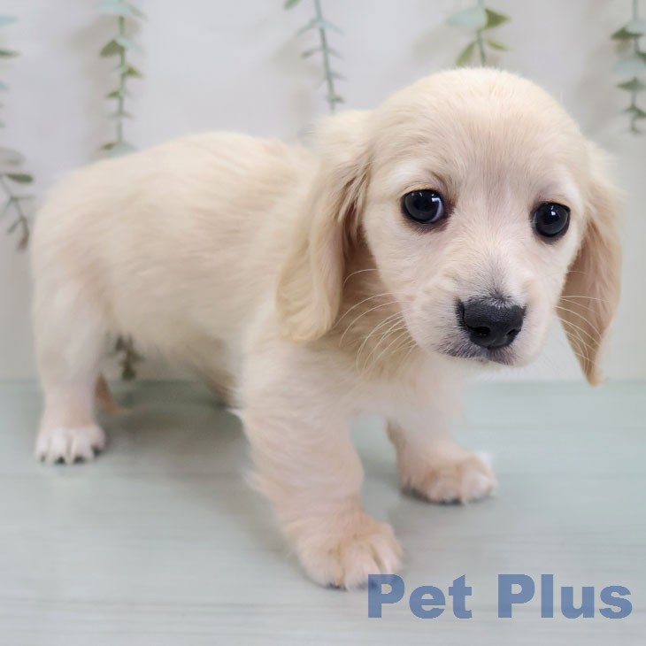 ミニチュア・ダックスフンドの写真2