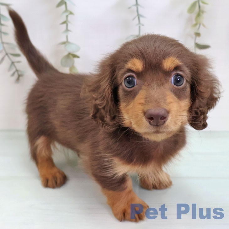 福岡県のカニンヘンダックスフンド(ロング) (ペットプラス 八幡東店/2026年2月22日生まれ/男の子/チョコレートタン)の子犬の1枚目の画像