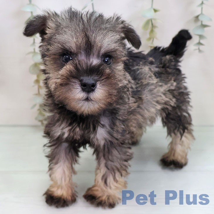 ミニチュア・シュナウザー