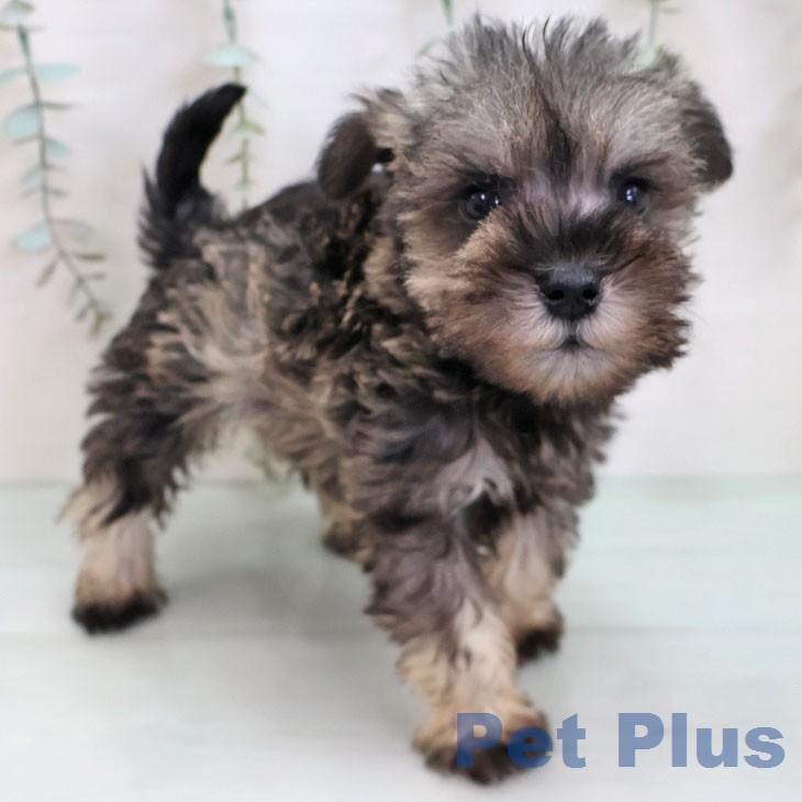 ミニチュア・シュナウザーの写真2