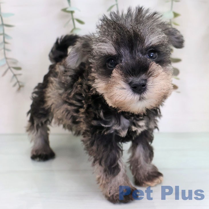 ミニチュア・シュナウザー