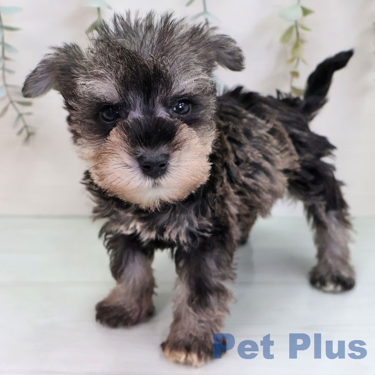 ミニチュア・シュナウザーの写真2