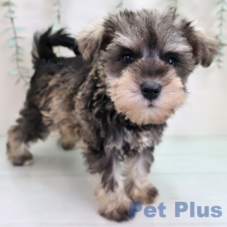 ミニチュア・シュナウザーの写真2