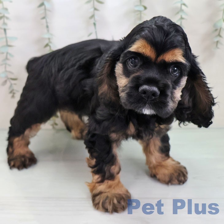 アメリカン・コッカー・スパニエル