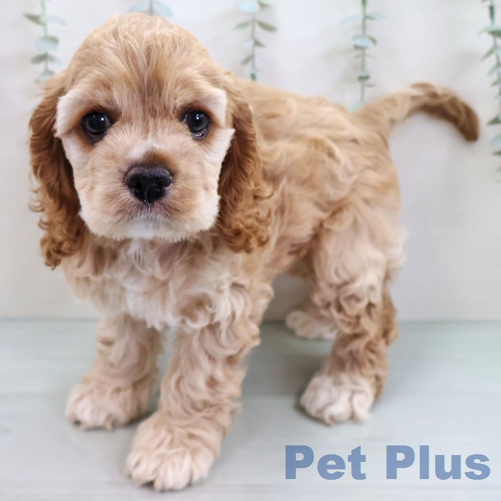 熊本県のアメリカンコッカースパニエル (ペットプラス 熊本店/2026年2月27日生まれ/女の子/バフ)の子犬の1枚目の画像