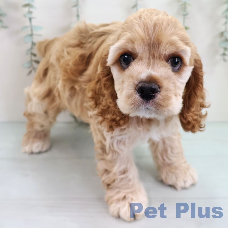 熊本県のアメリカンコッカースパニエル (ペットプラス 熊本店/2026年2月27日生まれ/女の子/バフ)の子犬の2枚目の画像