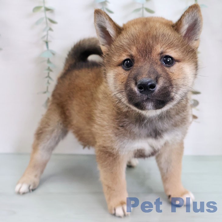沖縄県の柴犬(標準サイズ) (ペットプラス 沖縄ライカム店/2026年3月4日生まれ/男の子/赤)の子犬の1枚目の画像