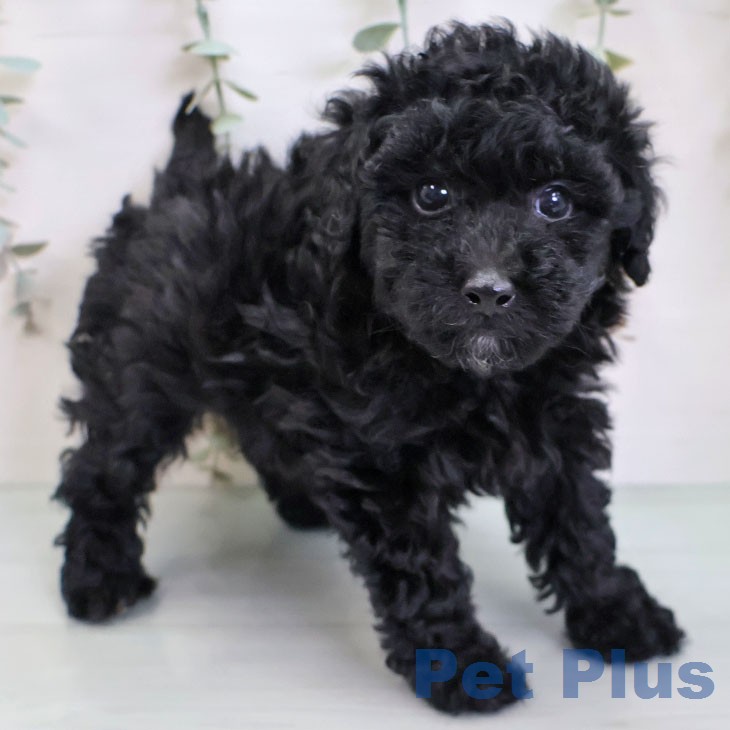 福岡県のトイプードル(トイ) (ペットプラス 福岡店/2026年3月4日生まれ/男の子/ブラック)の子犬